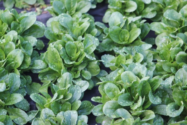 A magyar konyha alapanyagai és eljárásai az egészséges táplálkozás jegyében 2. rész Zöldségek és főzelékfélék